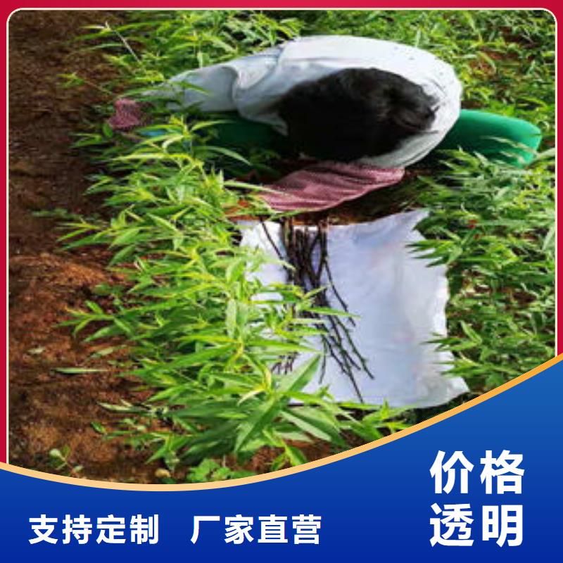 桃树苗梨树苗质检严格放心品质