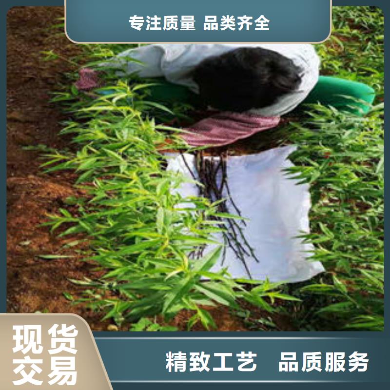 桃树苗梨树苗快捷的物流配送