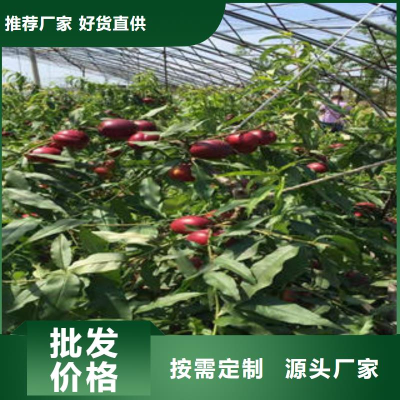 【桃树苗】李子苗放心得选择