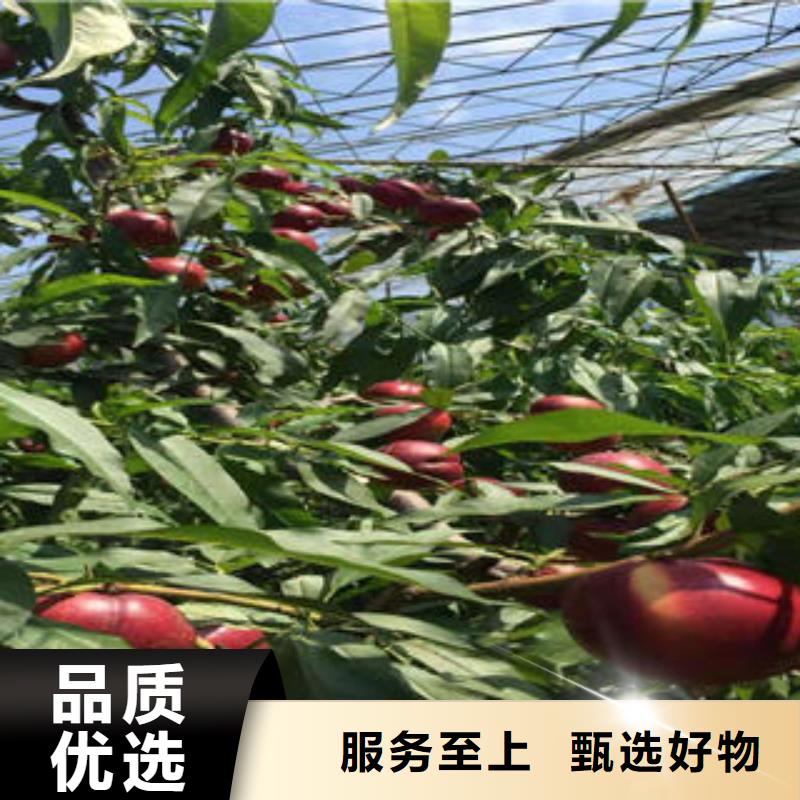 桃树苗-梨树苗细节之处更加用心