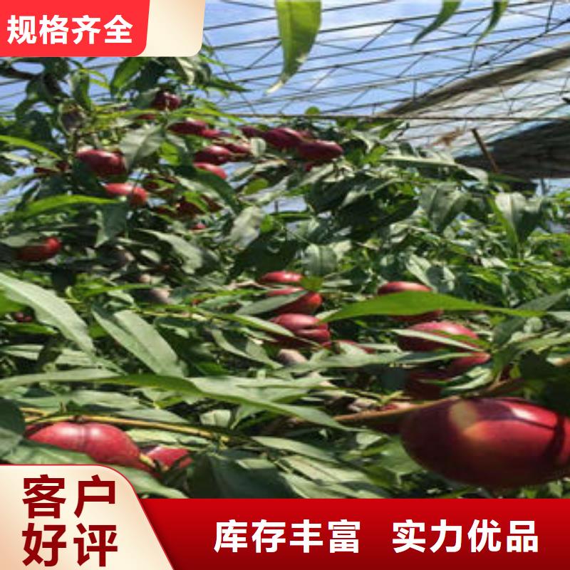 桃树苗山楂苗源头厂家来图定制