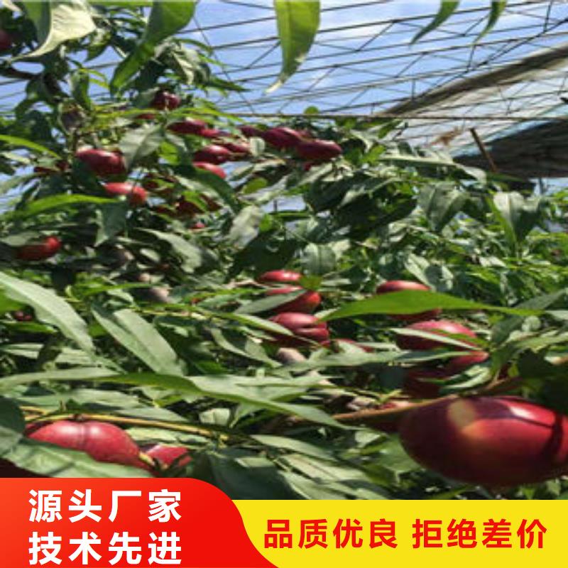桃树苗梨树苗快捷的物流配送