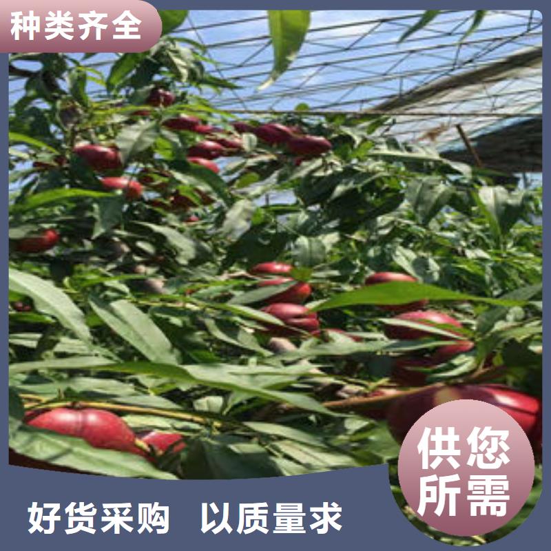 桃树苗梨树苗敢与同行比质量