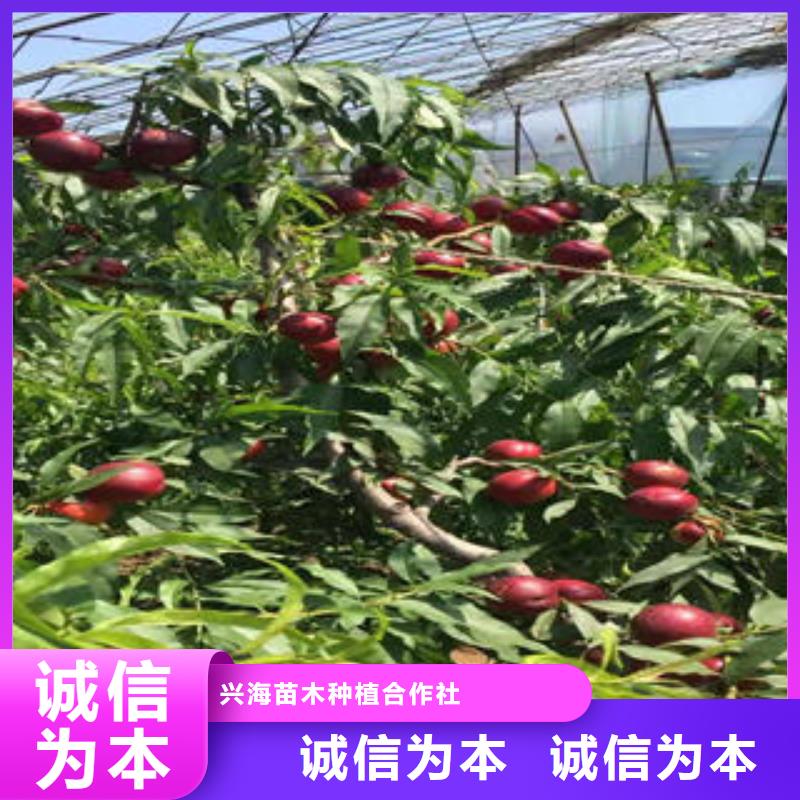 桃树苗山楂苗重信誉厂家