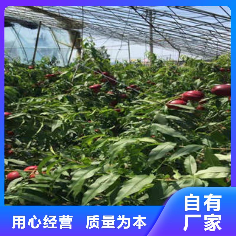 桃树苗山楂苗支持定制批发