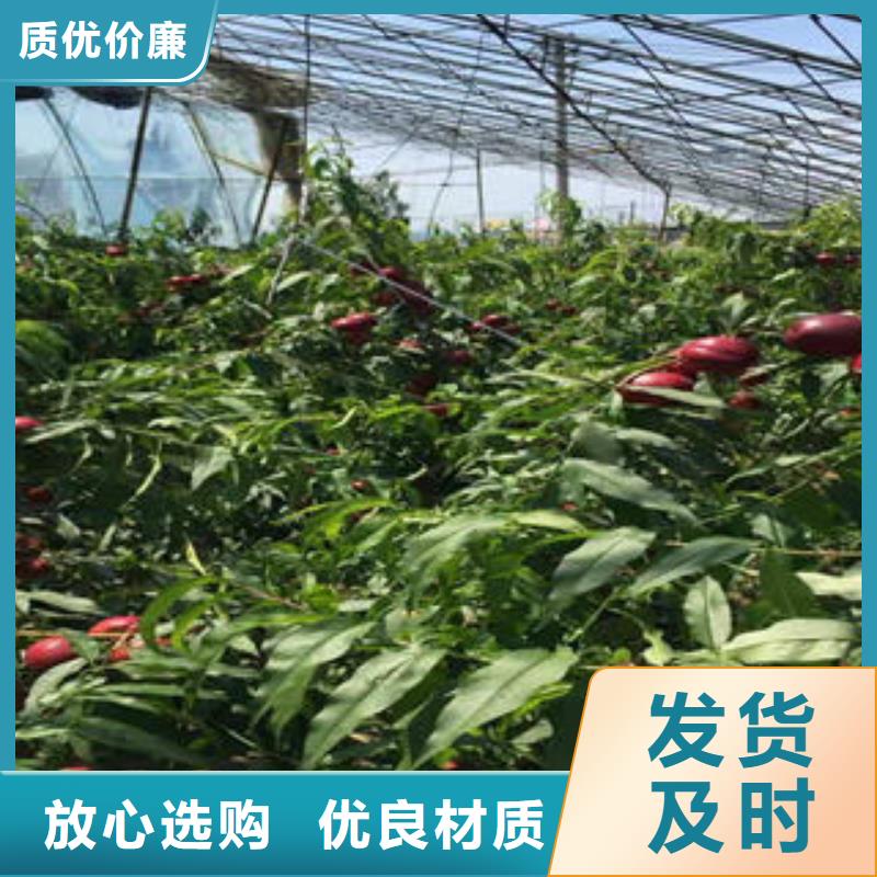 【桃树苗】板栗苗生产经验丰富