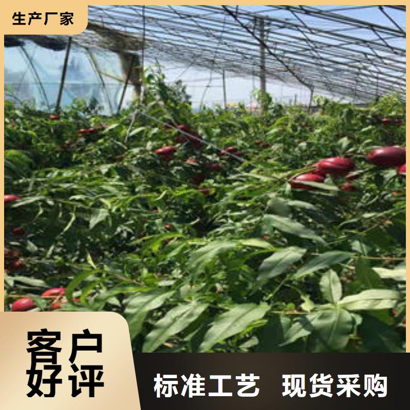 【桃树苗】花椒苗我们更专业