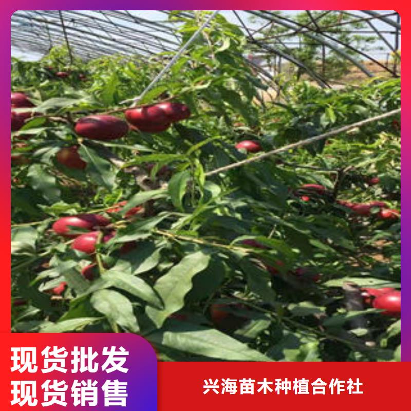桃树苗蓝莓苗大量现货供应