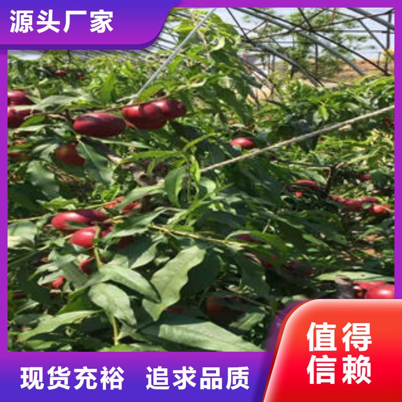 桃树苗梨树苗用品质说话