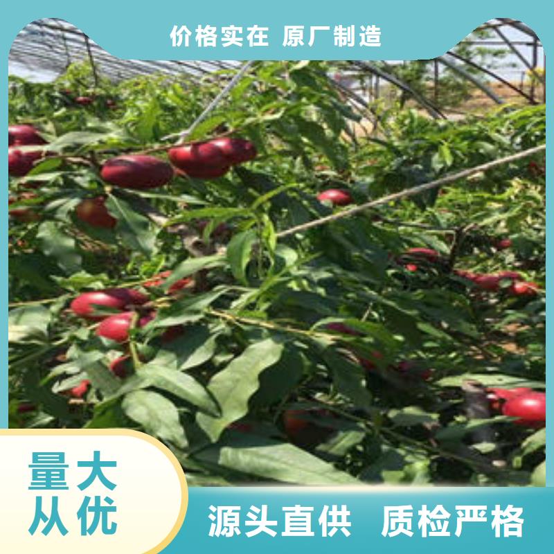 桃树苗板栗苗匠心打造
