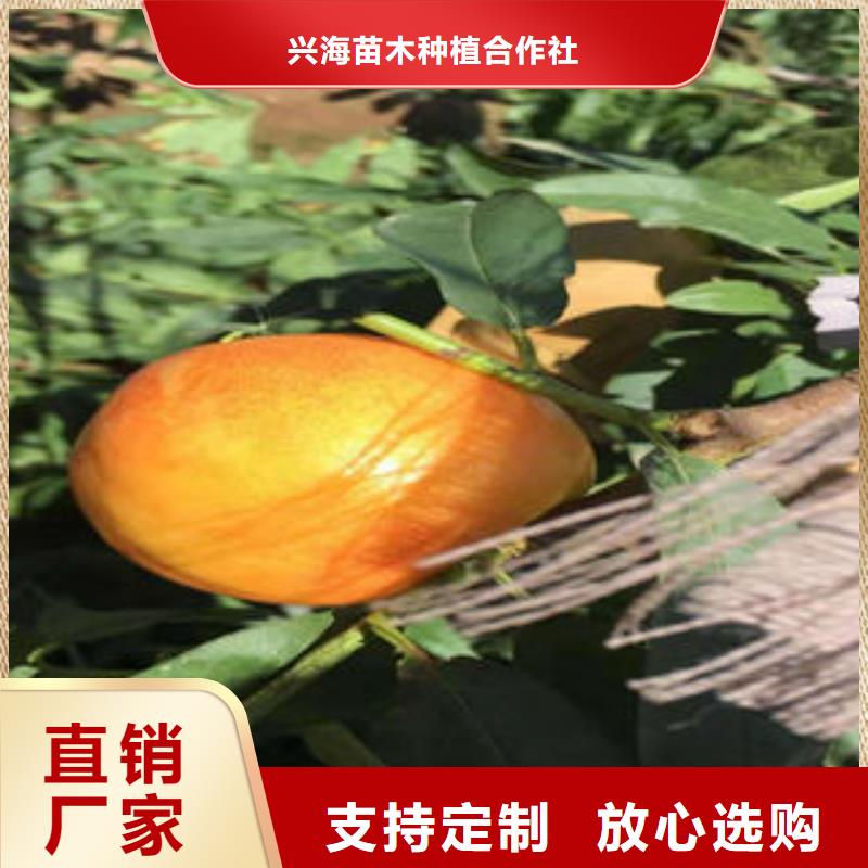 桃树苗梨树苗质检严格放心品质