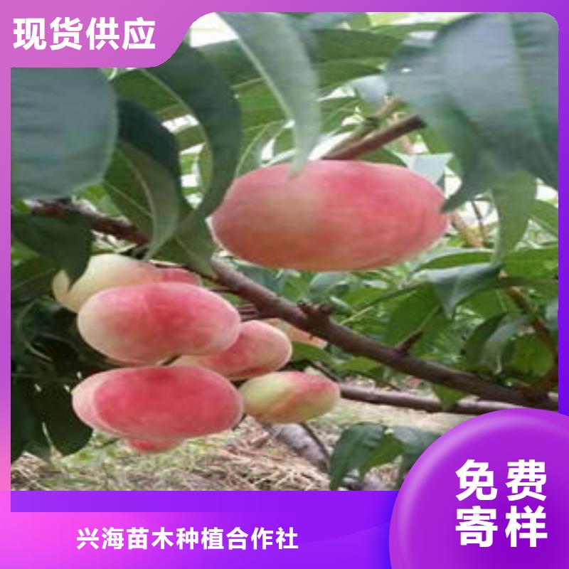 桃树苗梨树苗应用范围广泛