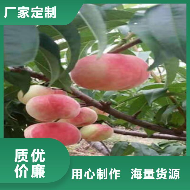 桃树苗核桃苗满足客户所需
