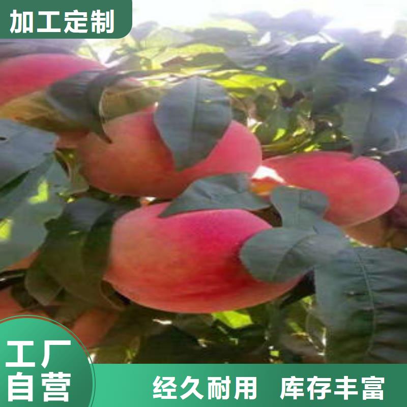 【桃树苗】板栗苗生产经验丰富