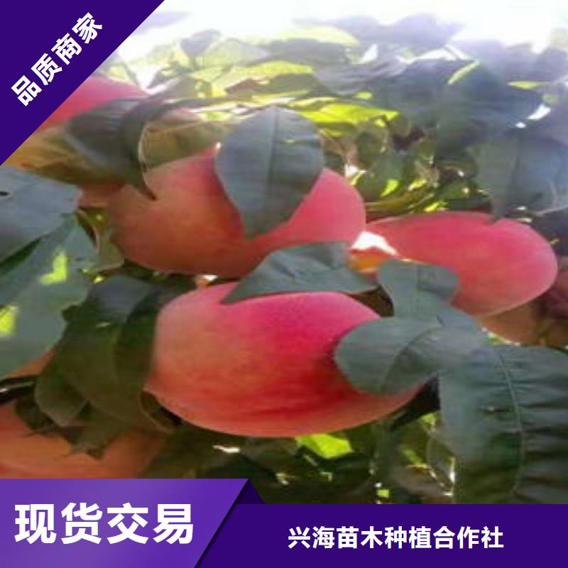 桃树苗高性价比
