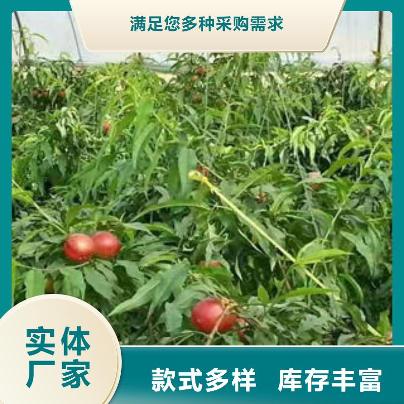 桃树苗专注产品质量与服务