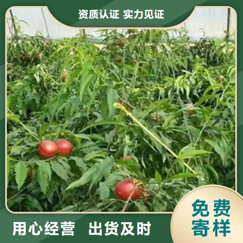 桃树苗高性价比