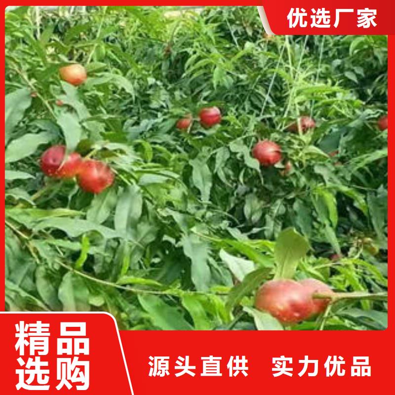 桃树苗高性价比
