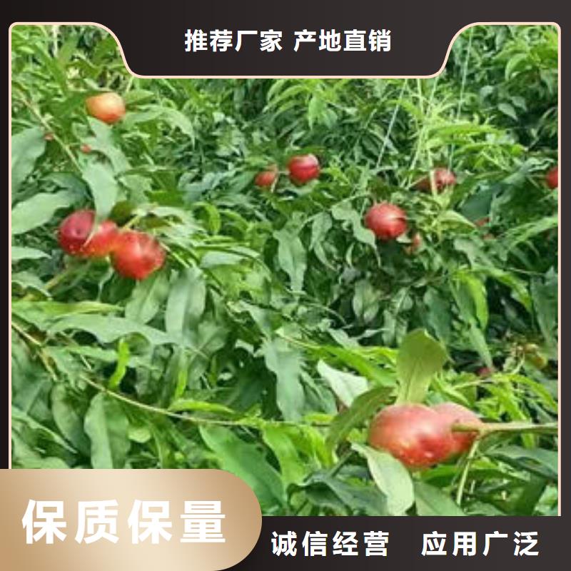 桃树苗蓝莓苗品质优选