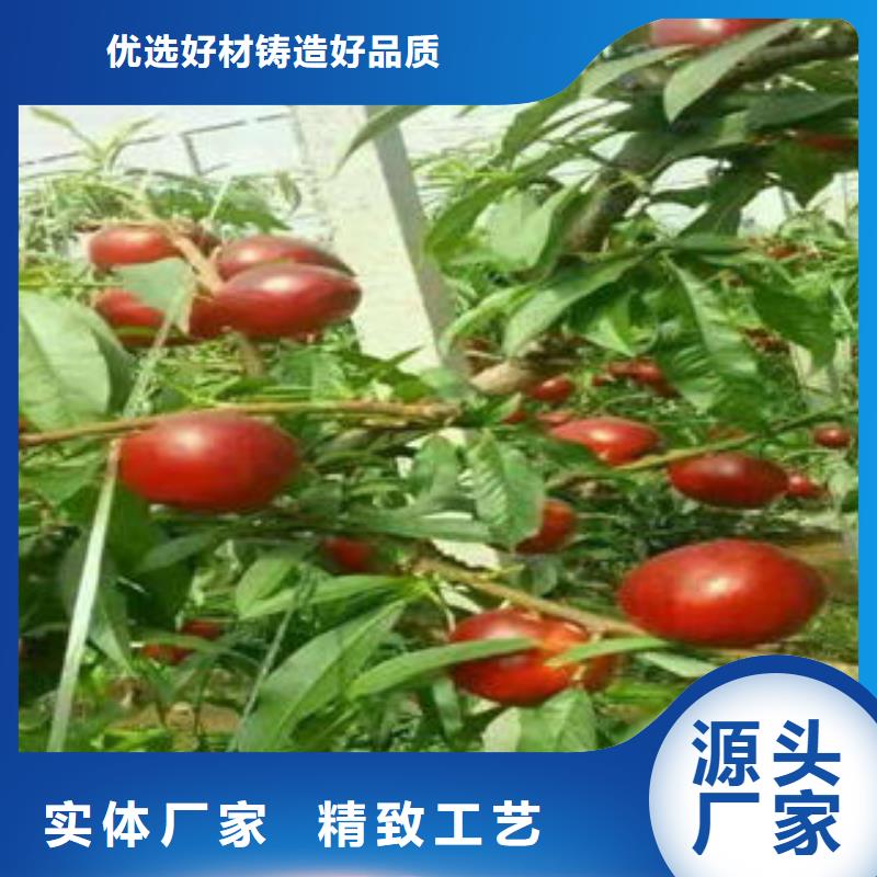桃树苗_李子苗好品质售后无忧