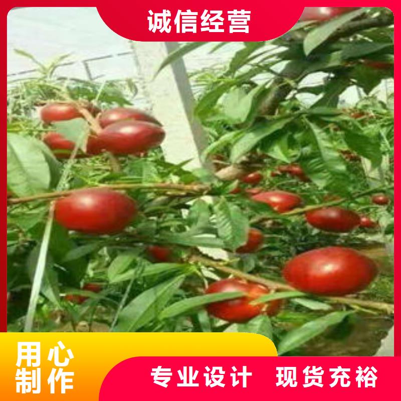 桃树苗放心选购