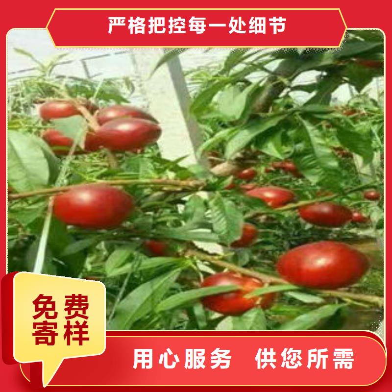 桃树苗高性价比