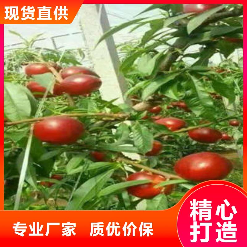 桃树苗梨树苗敢与同行比质量