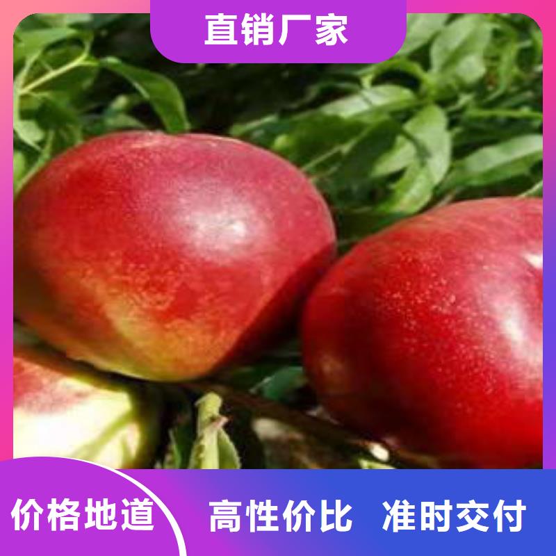 桃树苗,【板栗苗】价格实在