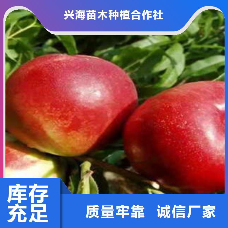 桃树苗梨树苗应用范围广泛