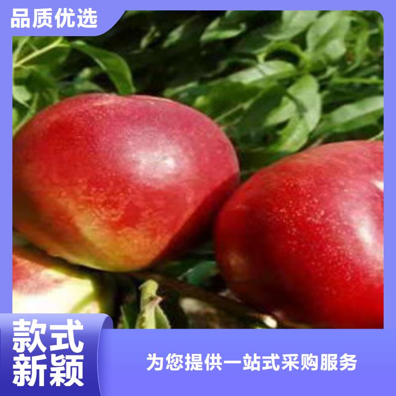 桃树苗专注产品质量与服务