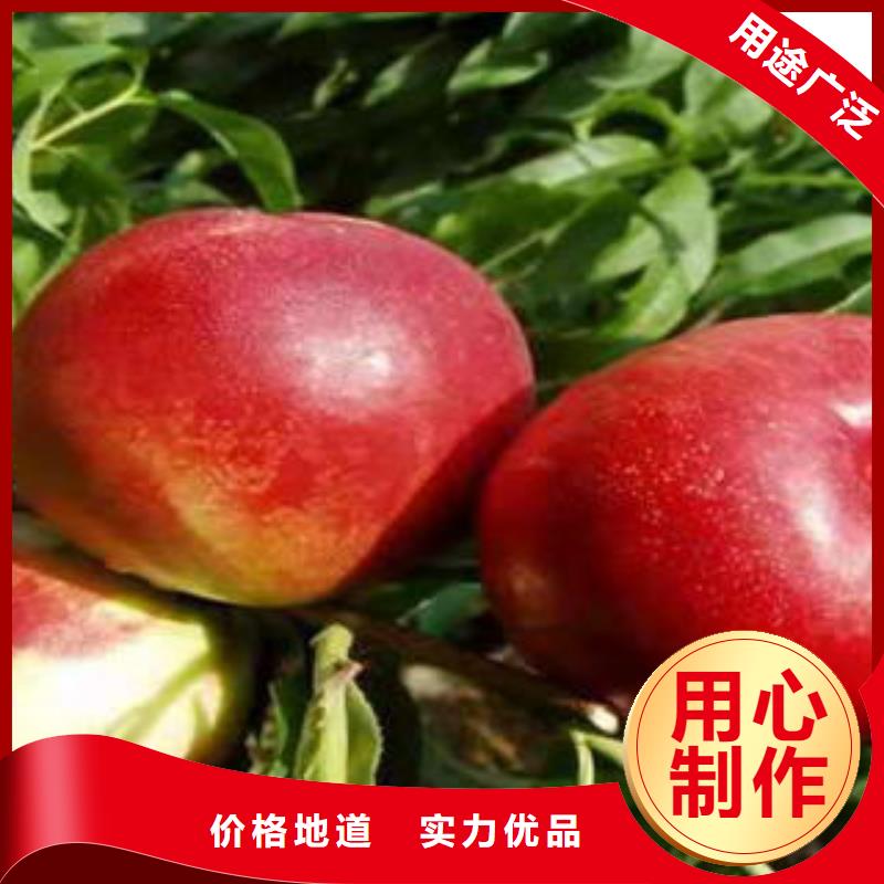 桃树苗山楂苗厂家实力雄厚