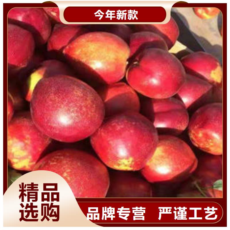 桃树苗高性价比