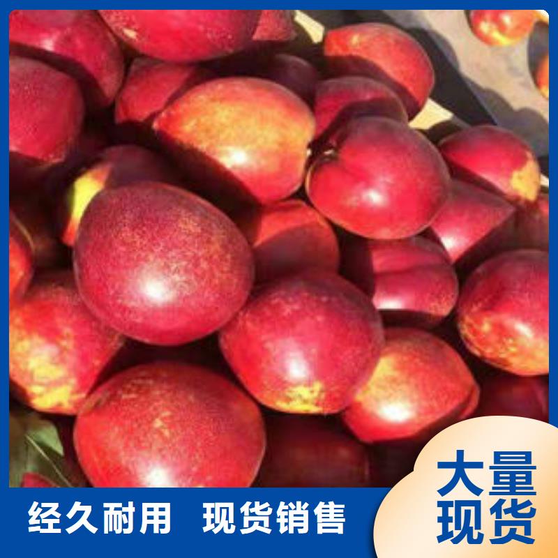 桃树苗高性价比