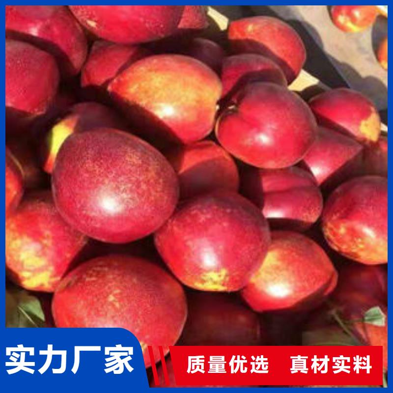 桃树苗山楂苗厂家实力雄厚