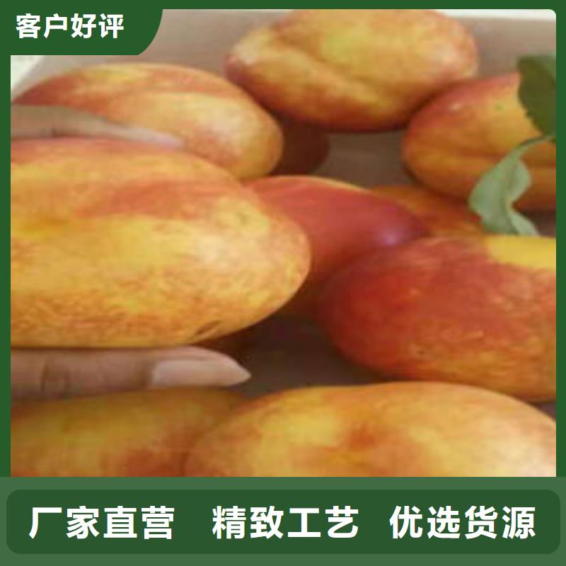 桃树苗山楂苗重信誉厂家