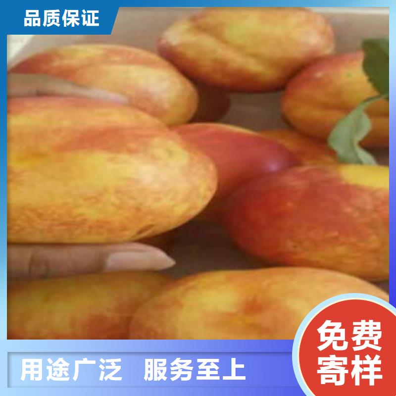 桃树苗梨树苗海量现货直销