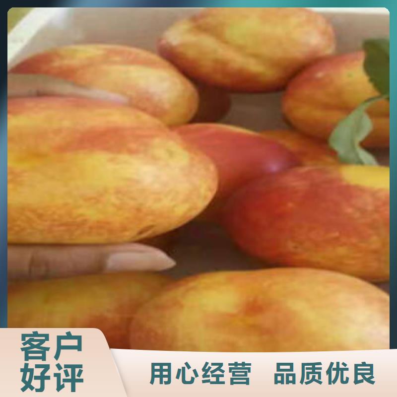 【桃树苗】花椒苗我们更专业