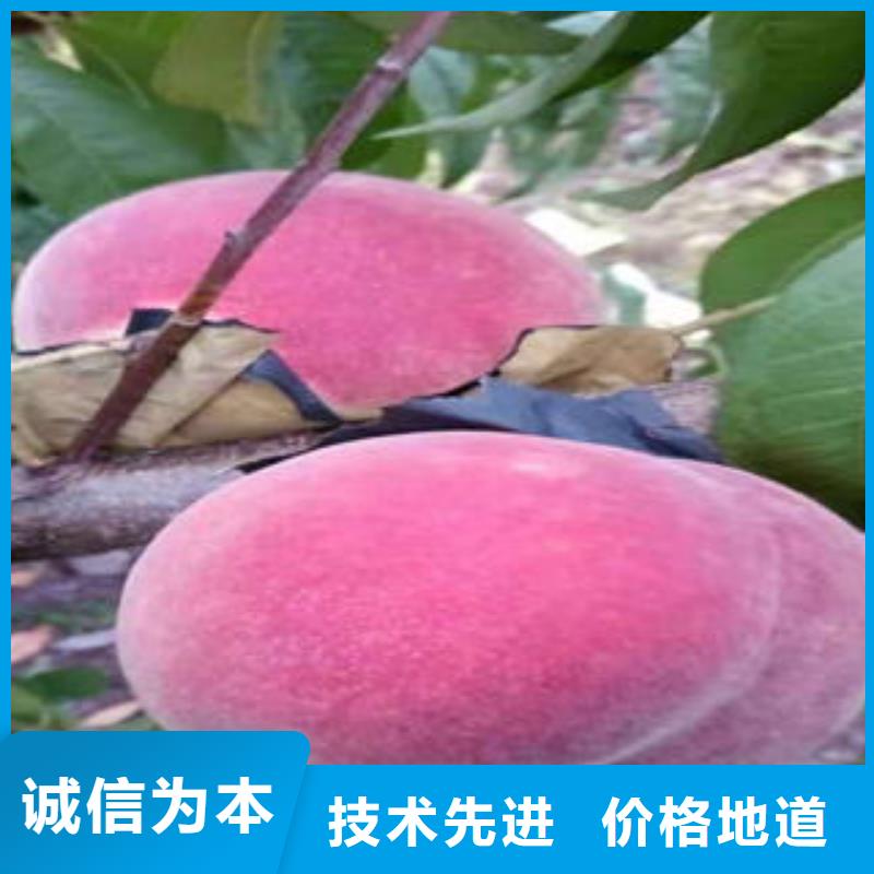 桃树苗梨树苗敢与同行比质量