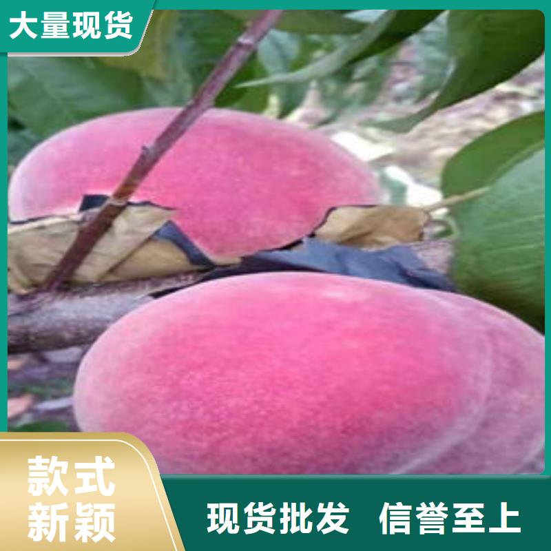 桃树苗专注产品质量与服务