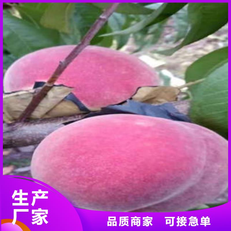 桃树苗梨树苗快捷的物流配送