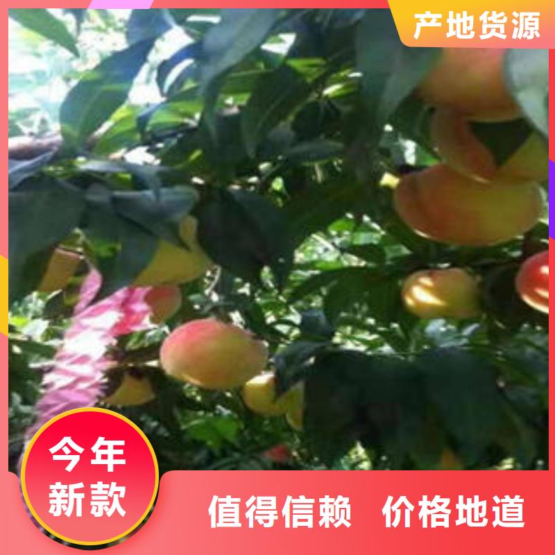 【桃树苗】李子苗放心得选择