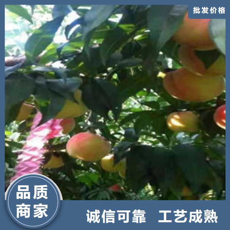 桃树苗高性价比