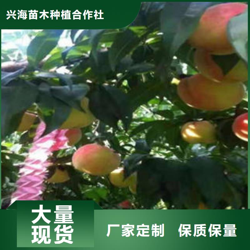 桃树苗板栗苗超产品在细节