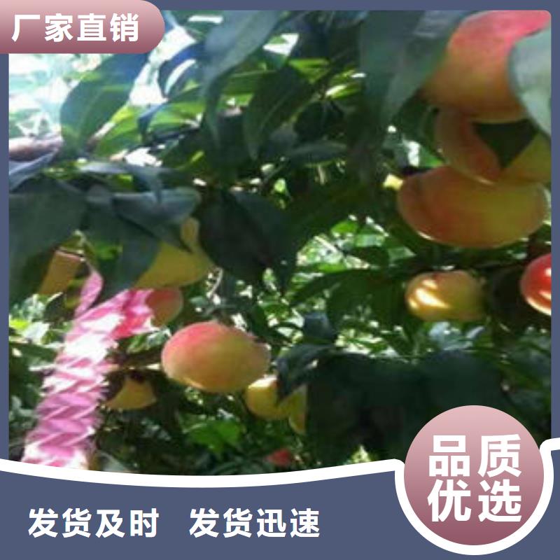 桃树苗专注产品质量与服务