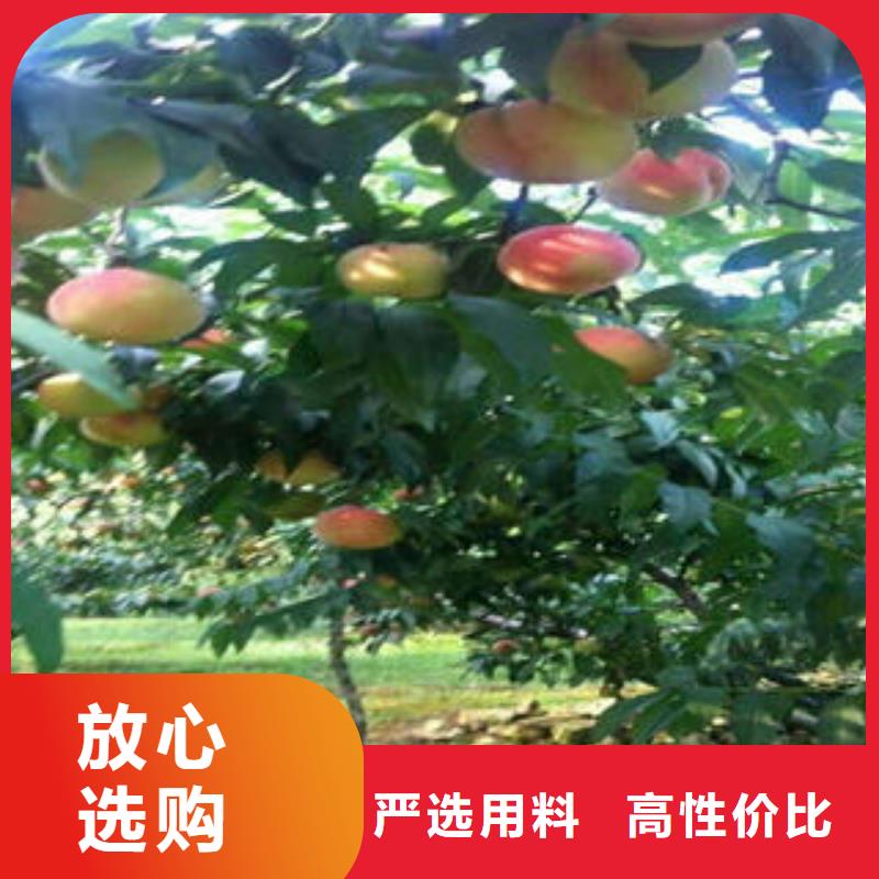 桃树苗,梨树苗定金锁价