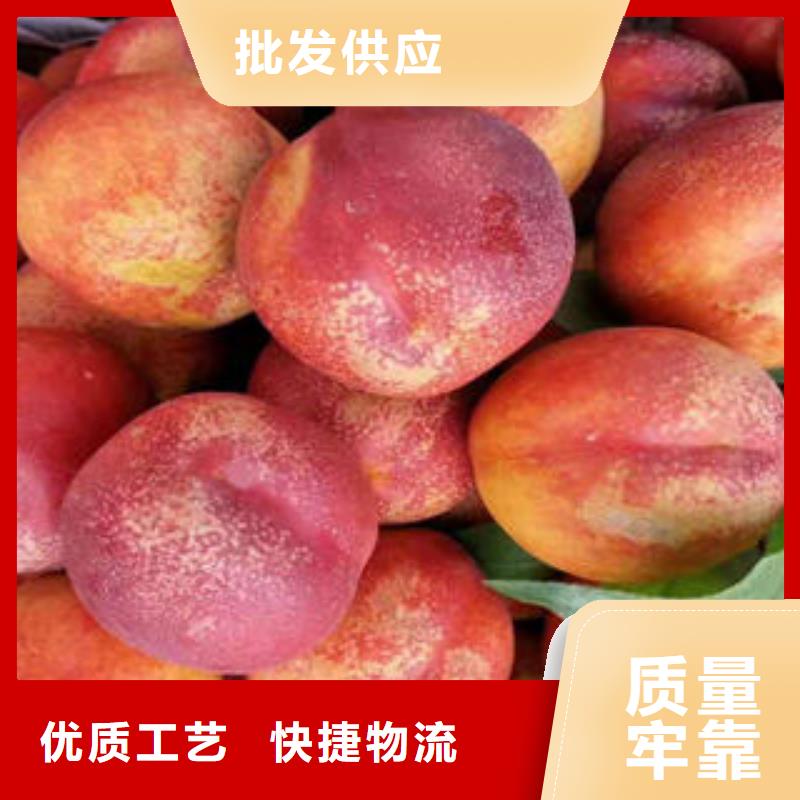 【桃树苗】板栗苗生产经验丰富