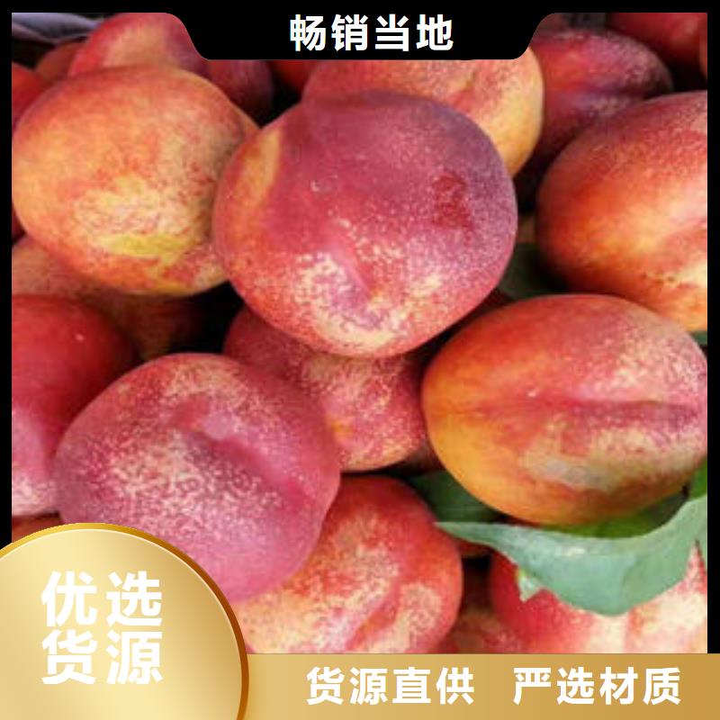 桃树苗板栗苗匠心打造