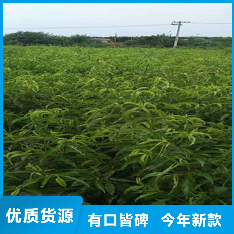 桃树苗山楂苗源头厂家来图定制