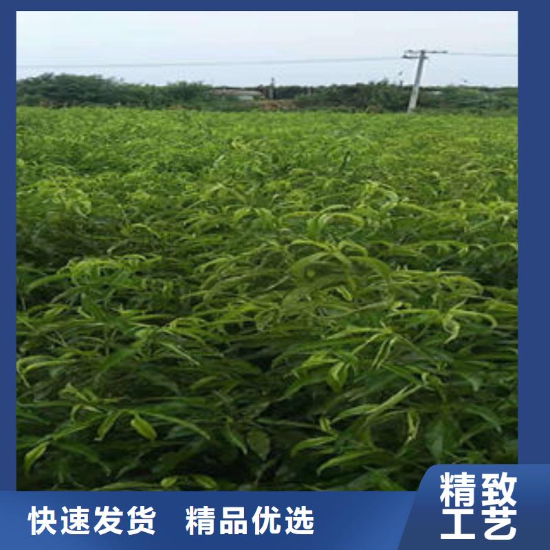 桃树苗梨树苗敢与同行比质量