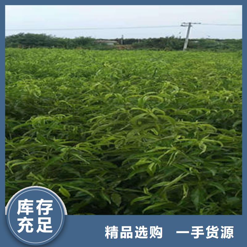 桃树苗梨树苗敢与同行比质量